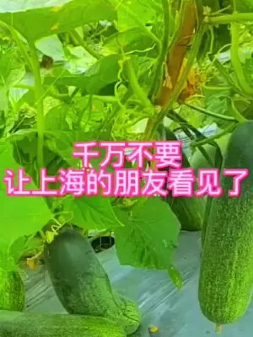 三農(nóng) 蔬菜