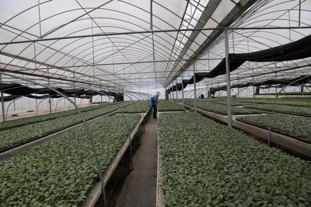 彌渡憑什么?1斤小番茄賣到30元,蔬菜種苗走出國(guó)門&hellip;