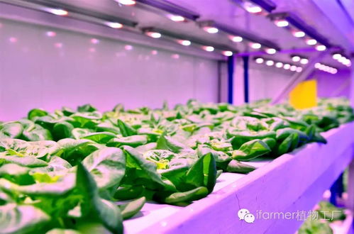 餐桌背后的中國 給現實中的食品工業來一點科幻的味道