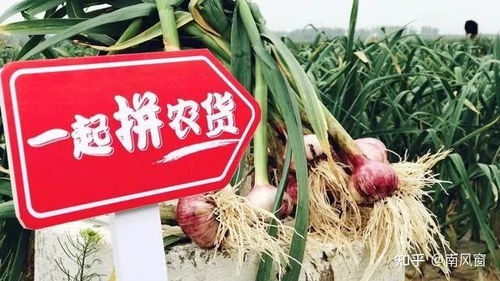 如何看待黃崢辭任拼多多董事長,將致力于食品科學(xué)和生命科學(xué)領(lǐng)域的研究 這一領(lǐng)域現(xiàn)狀和前景如何