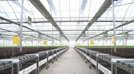 井頭鄉:新鮮蔬菜工廠&ldquo;造&rdquo;