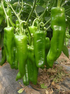 【蔬菜種子辣椒 超大泡椒種子種子 【國農(nóng)601】】價格_廠家 - 中國供應(yīng)商