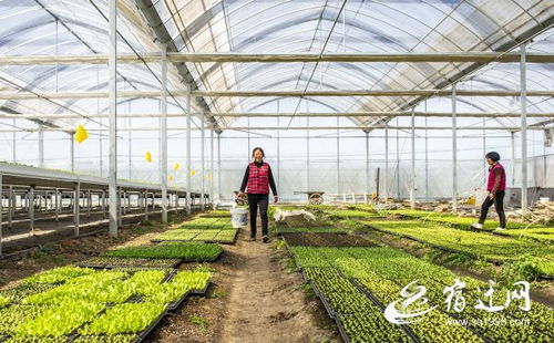 宿遷 無(wú)土栽培 致富有路