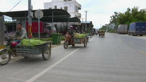 合浦 打造 萬畝豇豆產業基地 助力脫貧攻堅