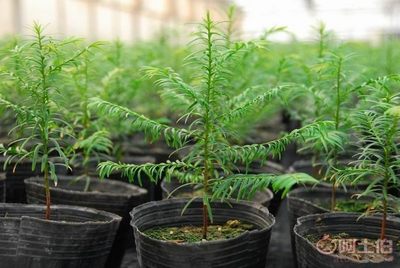 廠家批發(fā)營(yíng)養(yǎng)缽、營(yíng)養(yǎng)杯、育苗盆、種植袋，苗木蔬菜花卉專用產(chǎn)品介紹