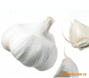 順旺農(nóng)產(chǎn)品 優(yōu)質(zhì)大蒜供應商，滿足您的多樣化需求