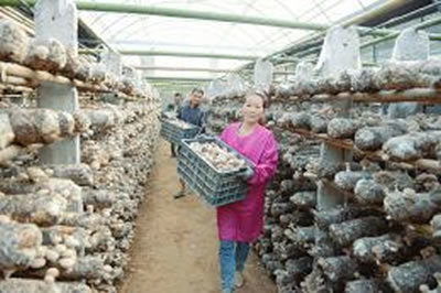 山西萬榮縣壯香知合作社 香菇產(chǎn)業(yè)引領群眾致富路