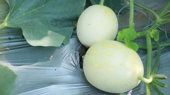 匯泉農(nóng)業(yè) 農(nóng)副產(chǎn)品收購的專業(yè)力量，為何你還不知道？