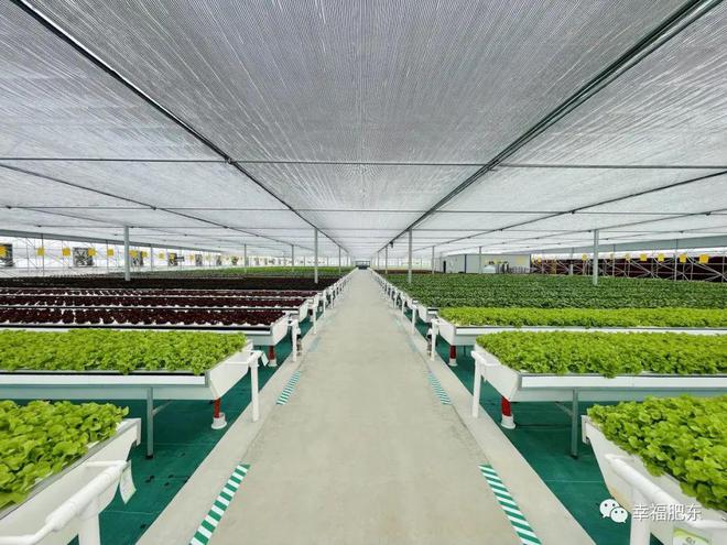 全省首批！肥東縣農(nóng)產(chǎn)品果蔬種植與農(nóng)副產(chǎn)品收購雙豐收