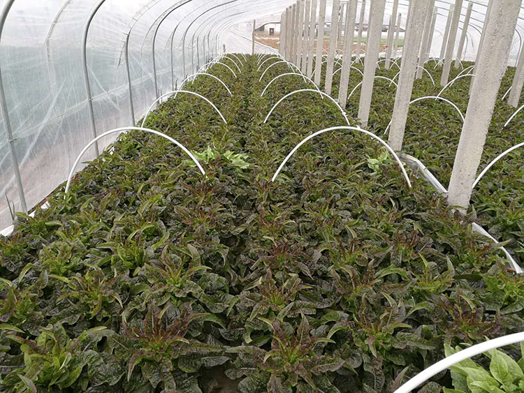 優(yōu)質(zhì)萵筍 新鮮上市——綠色農(nóng)產(chǎn)品的市場機遇與價值